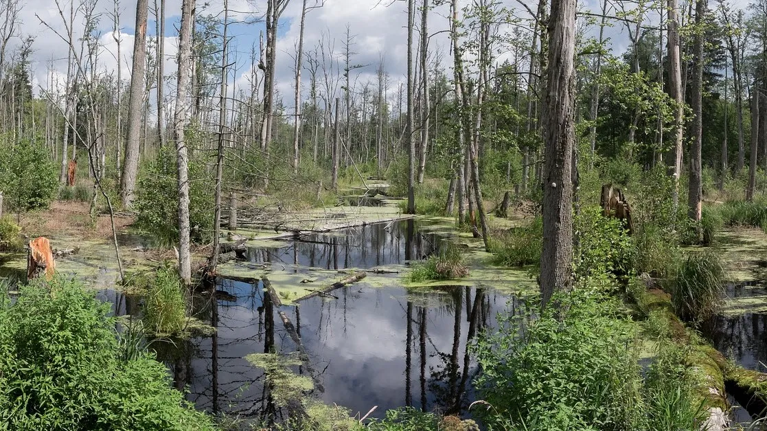Rubrik_Naturschutz___Biodiv_Bialowieza_II_c._Pixabay_marsh-1610576_1920